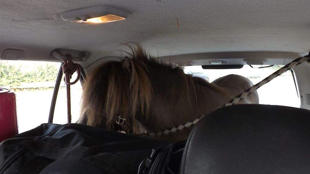 Die Polizei veröffentlichte das Bild mit dem Pony