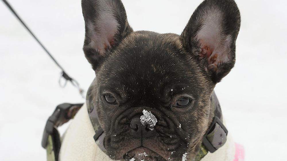 Eine französische Bulldogge fraß einen Giftköder und starb (Symbolfoto)