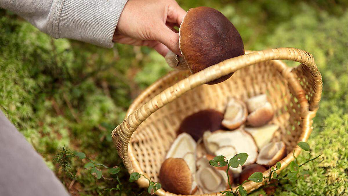 Sind das wirklich Steinpilze?