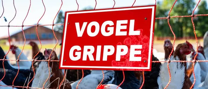 In Österreich gilt nach ersten Vogelgrippe-Fällen „erhöhtes Risiko“