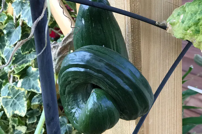 Diese lustige, krumme Gurke wächst im Garten von Jutta Raslag. Sie schmeckt bestimmt hervorragend!
