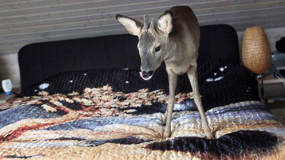 &quot;Bambi&quot; darf sogar ins Bett