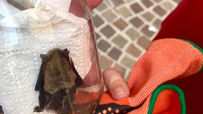 Ein Glas mit Luftlöchern im Deckel - das Transportmittel für die Fledermaus.