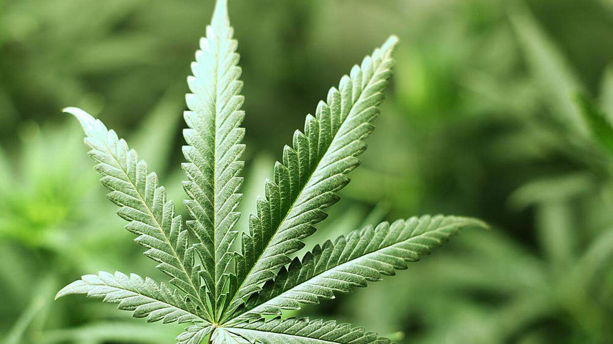 Ein Villacher soll mit Cannabis gehandelt haben