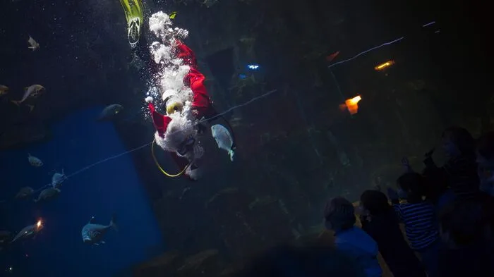 Auch die Fische beglückt der Weihnachtsmann mit einem Besuch, zumindest in Paris.