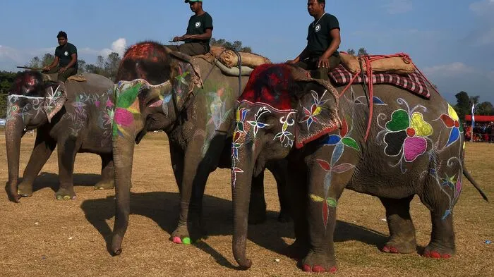In Nepal findet zu Jahresbeginn auch heuer wieder das traditionelle Chitwan-Elefantenfestival statt.