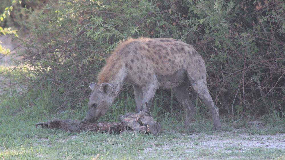 Hyänen verschmähen kein Aas, sind im Rudel aber auch äußert erfolgreiche Jäger