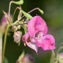 Hübsch anzusehen, aber gefährdet das ökologische Gleichgewicht: das drüsige Springkraut