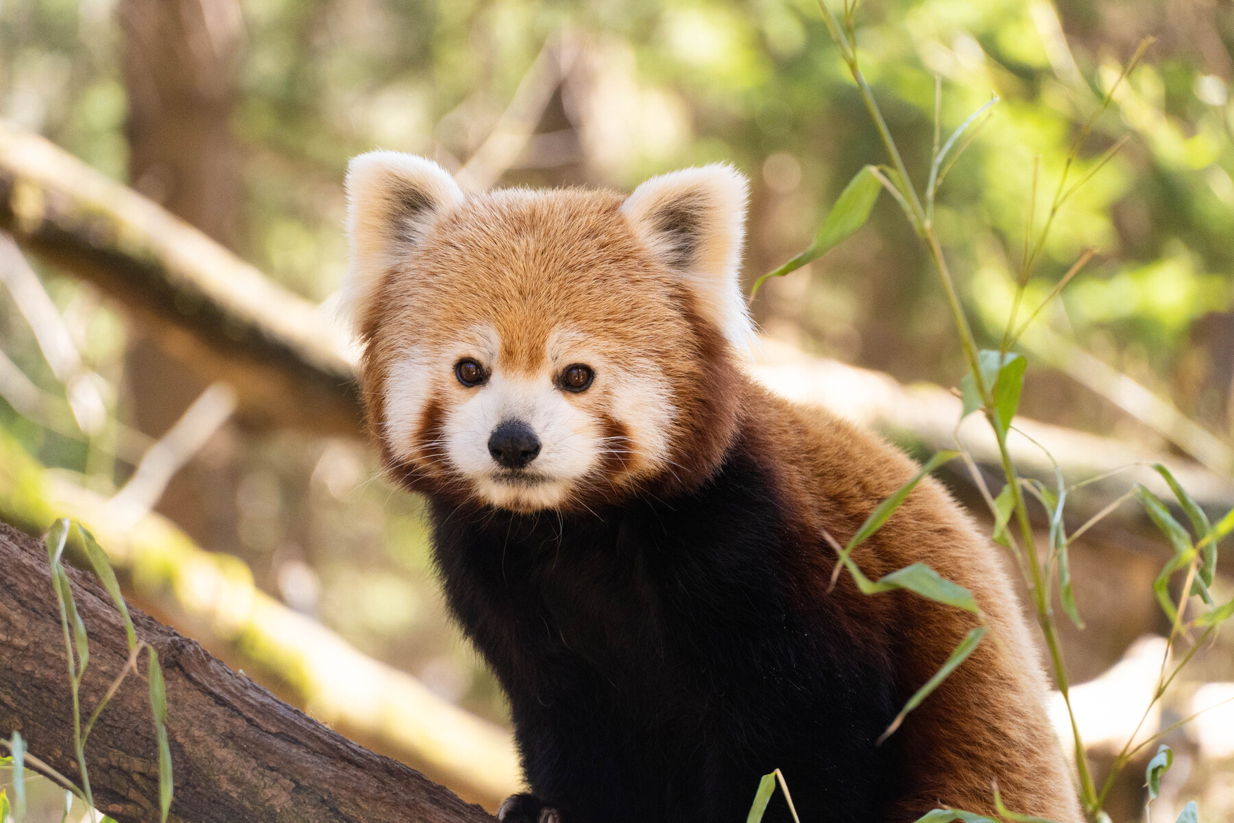 Zoo Ljubljana: Ein Tag voller tierischer Wunder im Zoo Ljubljana