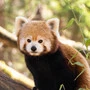 Der Zoo Ljubljana präsentiert sich aktuell lebendiger und moderner denn je