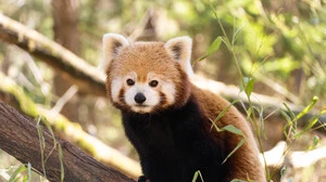 Der Zoo Ljubljana präsentiert sich aktuell lebendiger und moderner denn je