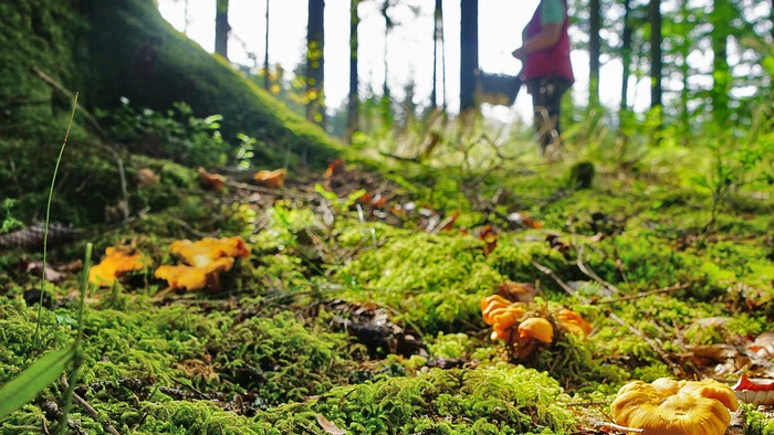 Ein Waldboden mit Eierschwammerl