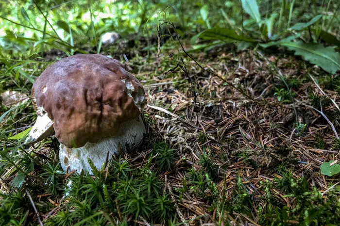 Schwierigkeit: leichtStrecke: 2,9 kmDauer: 1 hAlles Wissenswerte über die heimischen Schwammerln und Pilze erfährt man entlang des Schwammerlwegs in Rohrmoos im Bezirk Liezen. Anhand von Nachbildungen am Wegrand werden die Unterschiede zwischen essbaren und weniger genießbaren Pilzarten erklärt. Eine „Stadt aus Schwammerln“ soll auch die Jüngsten für die Pilze begeistern.