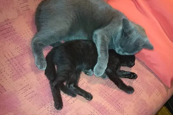 Bacardi und Muffin haben sich zum Kuscheln gern.