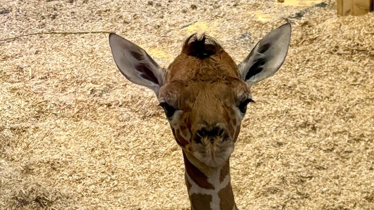 Das Giraffenbaby ist auf dem Weg der Besserung  