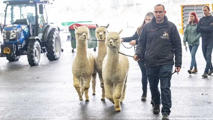 Hier kommen die Alpakas! An die 400 Tiere waren 2023 bei der internationale Zuchtschau der Alpaka Expo am Messe-Gelände zu sehen