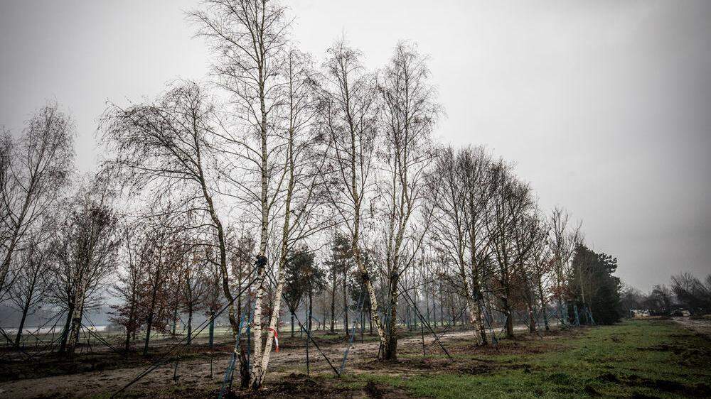 Der letzte Rest, der in Kärnten verbliebenen Bäume steht in der Nähe der Universität 