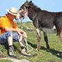 Mit dem Esel über Stock und Stein wandern