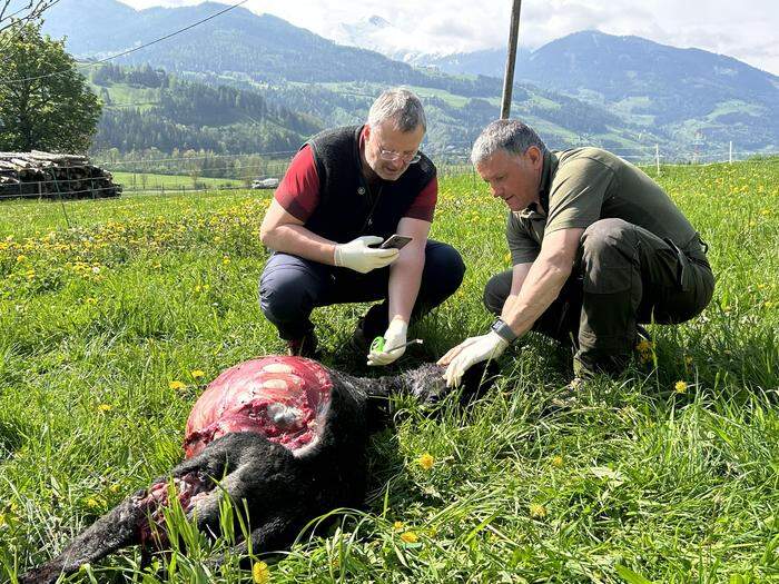 Amtstierarzt Wilfried Laubichler und Reinhard Huber von der HBLFA Raumberg-Gumpenstein begutachten die toten Schafe in Oberstuttern