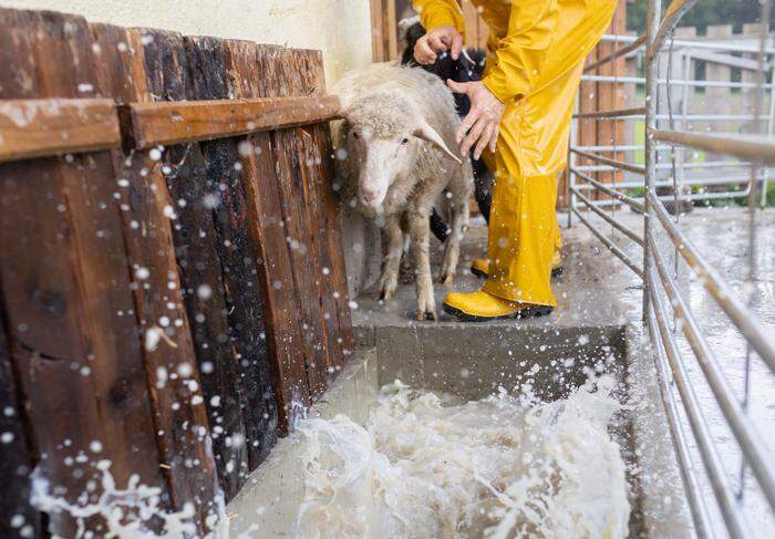Vor dem Almauftrieb müssen die Schafe in Osttirol ein Bad gegen Schafräude nehmen. Das ist Vorschrift. Manchen scheinen es eilig zu haben, andere schwimmen mutig durch das Wasser
