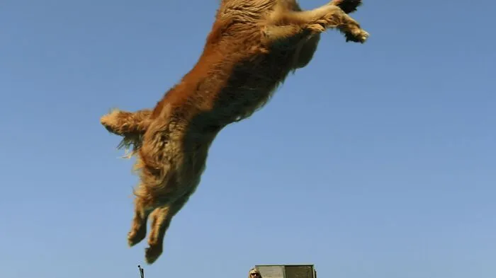 Bei den Wettkämpfen der amerikanischen Firma Splash Dogs konkurrieren Hundehalter - mehr als die Hunde. Wasserfest sollten beide sein.