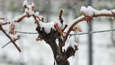 Die Schäden im Obst- und Weinbau sind gewaltig