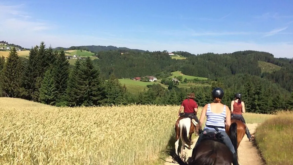 Im Pferdereich Mühlviertler Alm lässt sich auf 700 Kilometern herrlich wanderreiten