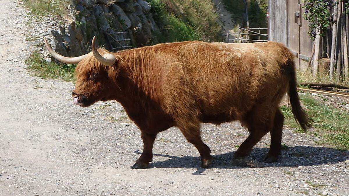 Der Auftritt der Rinder und der Jungzüchter wird von Juroren bewertet