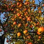 Der Apfel spielt für das Netzwerke eine wesentliche Rolle