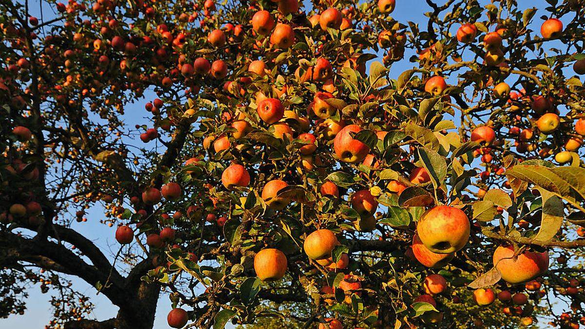 Der Apfel spielt für das Netzwerke eine wesentliche Rolle