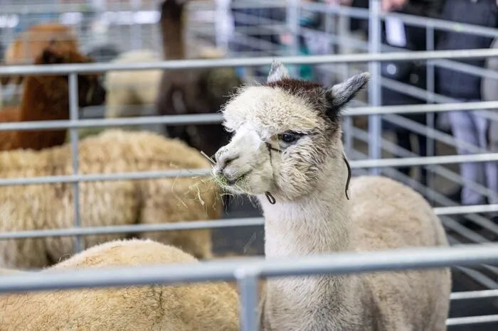 Mehrere Tage lang ging die Leistungsschau der Alpaka-Züchter auf dem Gelände der Grazer Messe über die Bühne