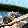 Turtle Island, Schildkroeten, Aufangstation, Wasser, Aquarium, ballguide, Graz am 31.03.2023