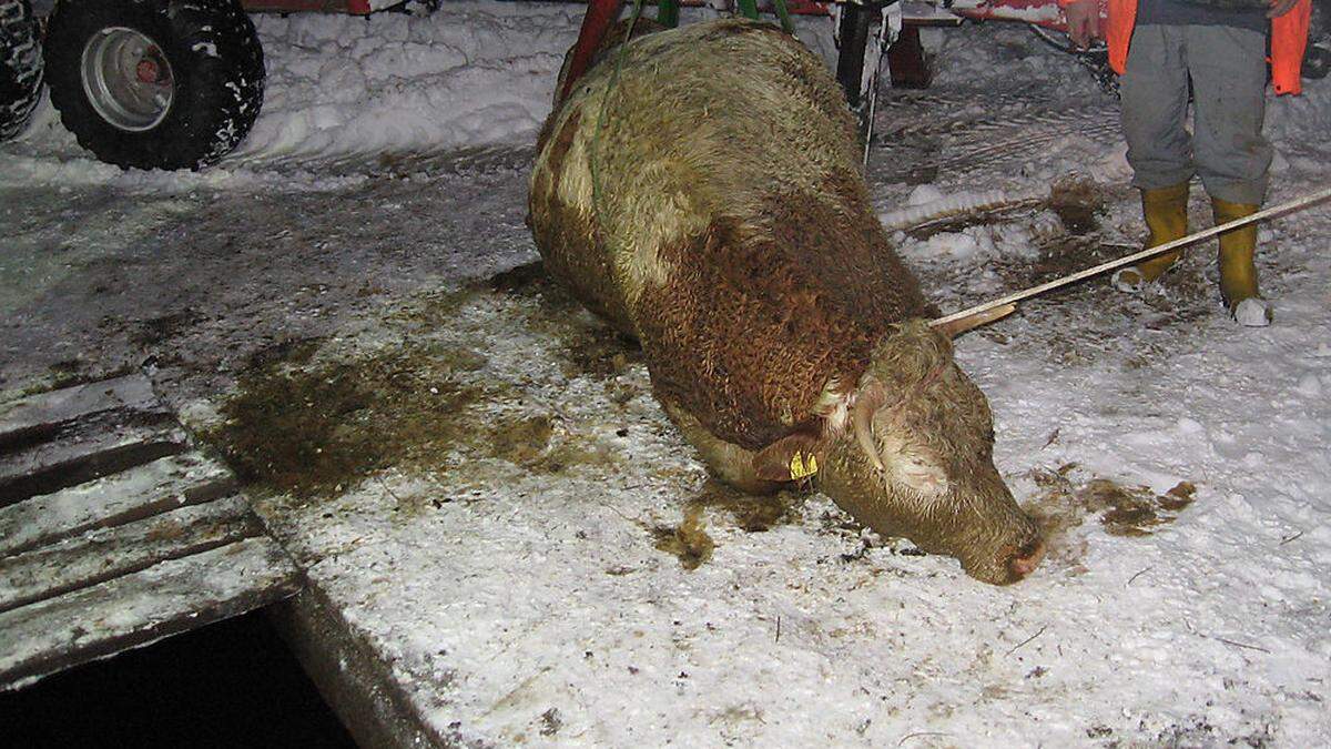 Die bereits aus der Jauchengrube gerettete Kuh