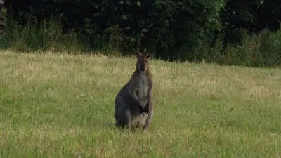 Das Drautaler Wild-Känguru, fotografiert von einem Autolenker aus Zlan im August 2015 neben der Straße nach Mauthbrücken 