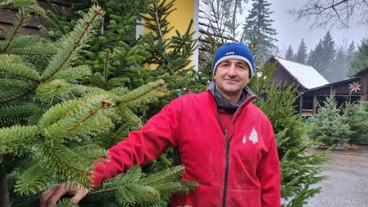 Gottfried Fließer ist in seinem Forstgarten Pichling bereit für den Christbaumverkauf