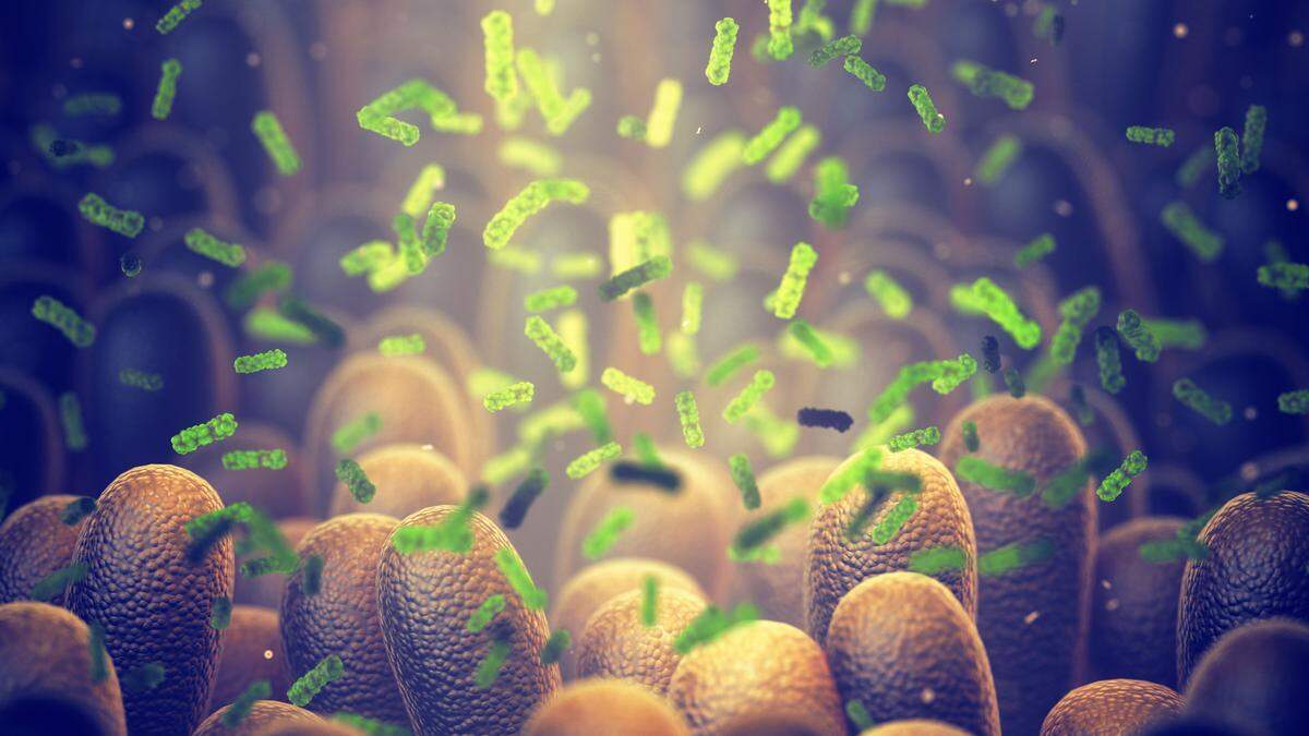Durch den Lebensstil lässt sich das Mikrobiom formen