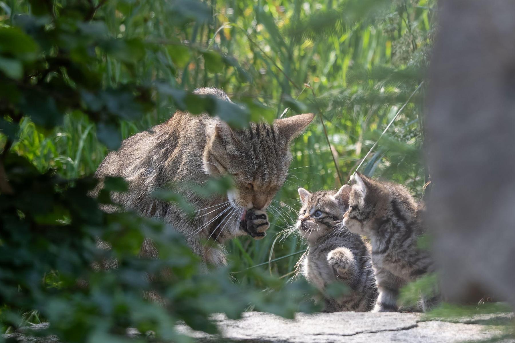 Wilder Berg Mautern: Wildkatze Vroni brachte wieder Drillinge auf die Welt