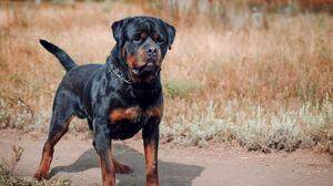 Eine Frau und ihre zwei Enkel wurden attackiert, der Rottweiler soll mehrmals zugebissen haben - Sujetbild