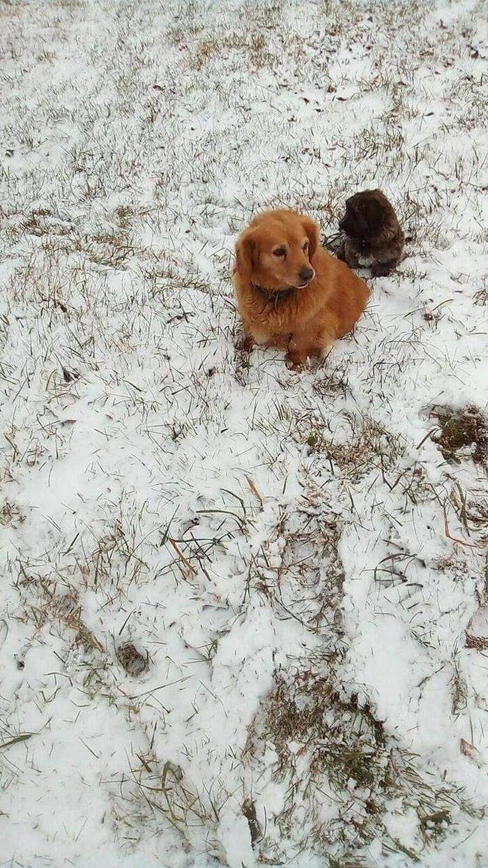 "Sindy" und "Rocky" haben Spaß im Schnee