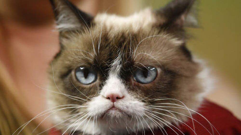 Internet-Star Grumpy Cat