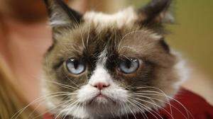 Internet-Star Grumpy Cat
