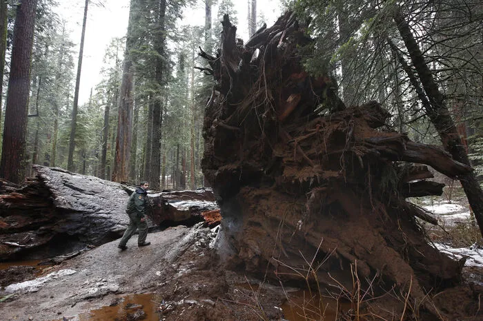 Starke Stürme, die am Wochenende über den nördlichen Teil Kaliforniens hinweg fegten und für Überschwemmungen, Erdrutsche und Stromausfälle sorgten, wurden dem Baum dann schließlich zum Verhängnis.