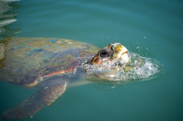 Die Fischreste werfen die Fischer ins Meer, wo schon hungrige Caretta-Caretta-Schildkröten voller Vorfreude ihre Runden ziehen.