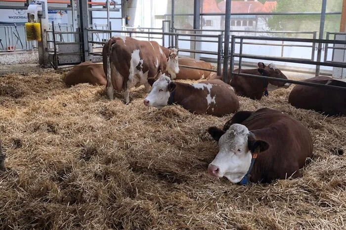 Der "Special Needs"-Bereich für Kühe im neuen Stall der Barmherzigen Brüder in Kainbach.