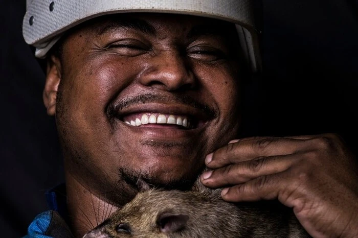 Das Training einer Minensuchratte dauert sechs bis neun Monate und die Regeln sind streng: Nur Ratten, die eine hundertprozentige Erfolgsrate bei der Minenräumung erreichen, werden eingesetzt. Das Vertrauen zu Menschen ist ein Grundstein in der Ausbildung der Ratten.