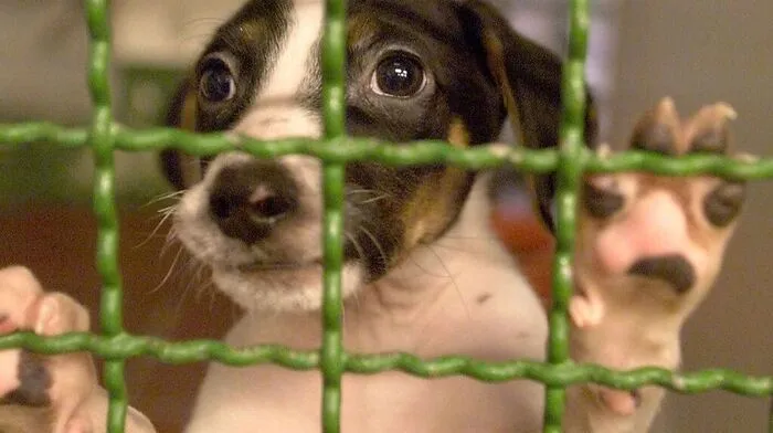 ARCHIVBILD :  HUND IM TIERSCHUTZHAUS