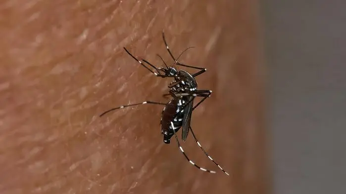 Asiatische Tigermücke in Kärnten