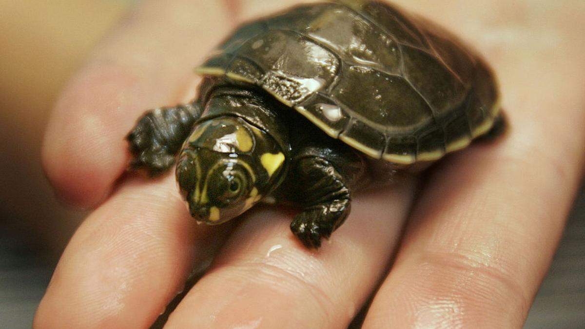 Zunächst hatte der Beschuldigte sich noch um seine Schildkröten (Sujetfoto) gekümmert