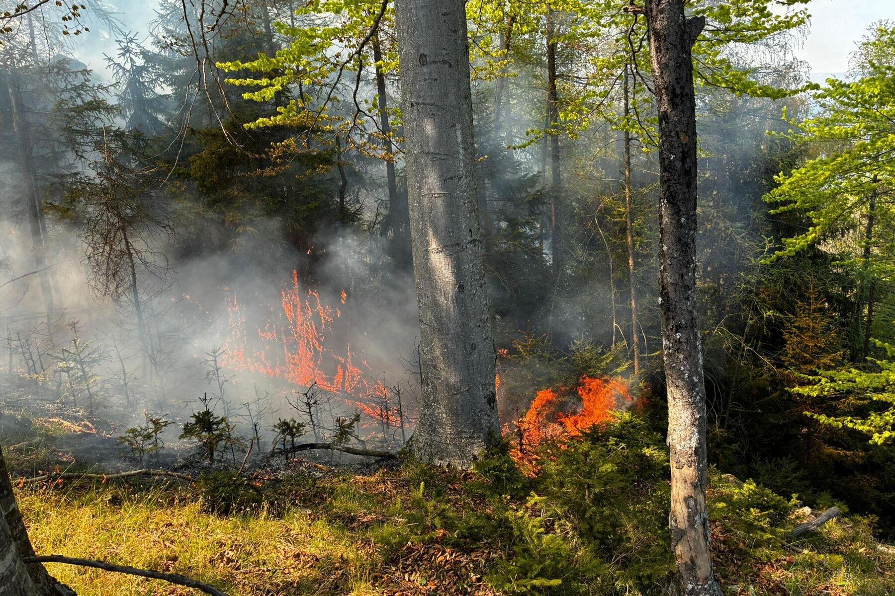Waldbrand in Eisbach-Rein: Trockenheit erhöht Gefahr für mehr Brände