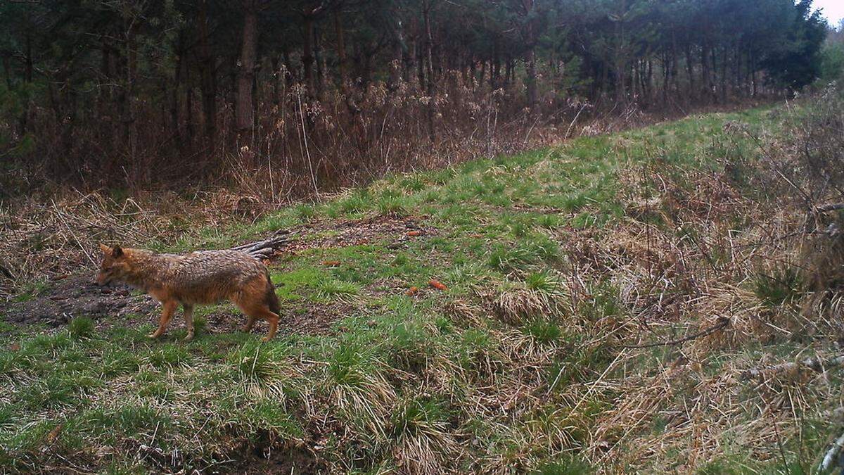 Ein Wildkamerabild zeigt einen Goldschakal in der Steiermark